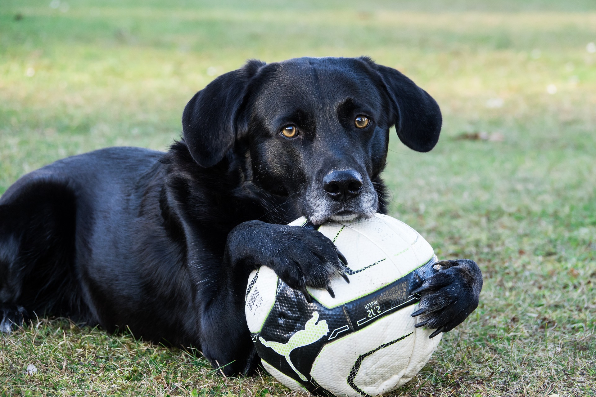 Hund spielen 