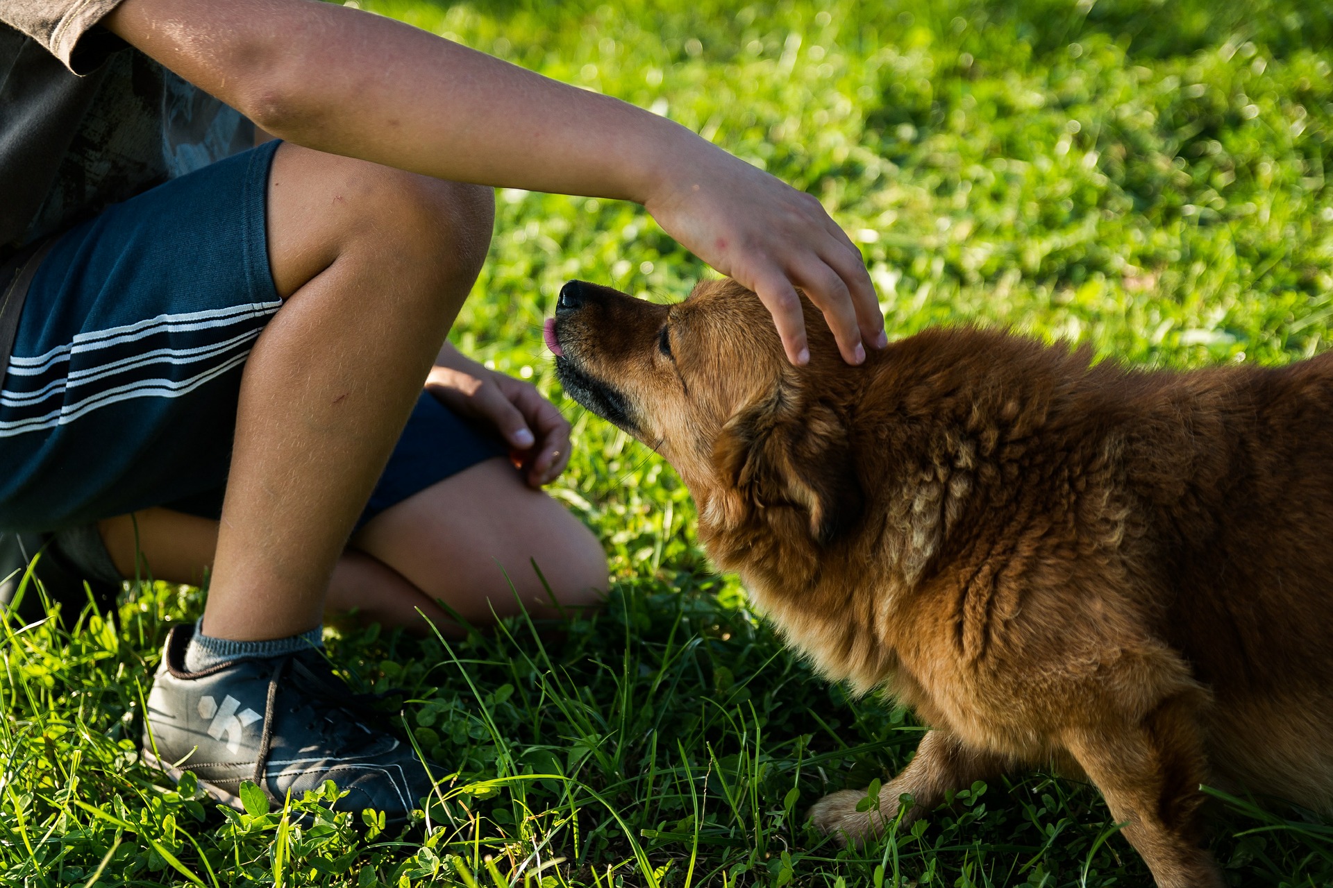 Hund erziehen Online Training 