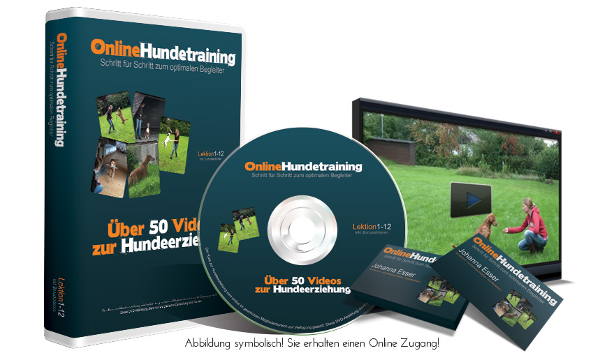 Hund erziehen Online Training 